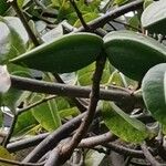 Cryptostegia madagascariensis Fruit