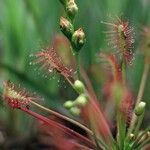 Drosera anglica Virág