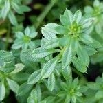 Galium aparine Blad