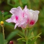 Clarkia amoena Květ