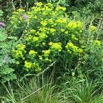 Euphorbia wallichii Blatt