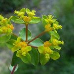 Euphorbia flavicoma Kvet