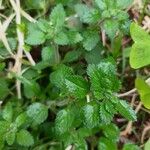 Stemodia verticillata Blatt