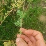 Erodium aethiopicum पत्ता