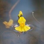 Utricularia australis 花