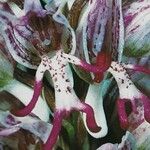 Orchis simia Λουλούδι