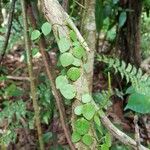 Peperomia tenuicaulis