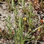 Plantago aristata Habit