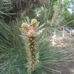 Pinus bungeana Flower