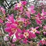 Ceiba speciosa Kwiat