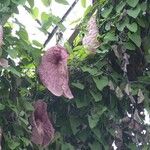 Aristolochia gigantea Other