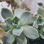 Graptopetalum paraguayenseبرگ