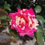 Rosa chinensisBlomst