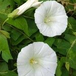 Convolvulus sepium Flor