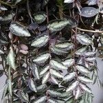 Pellionia repens 葉