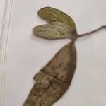Galium rubioides Ліст