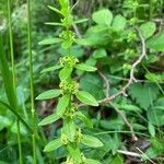 Cruciata glabra Flor