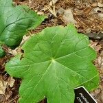 Podophyllum delavayi