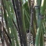 Phyllostachys nigra кора