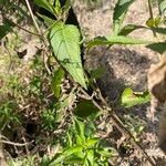 Austroeupatorium inulifolium List