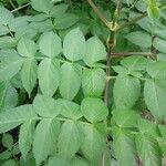 Dahlia imperialis Hoja
