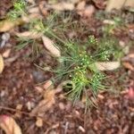 Cyclospermum leptophyllum Leaf