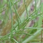 Spergularia diandra Hoja