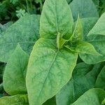 Mirabilis longiflora Blatt