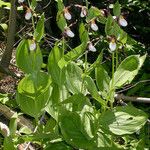 Cypripedium montanum Pokrój