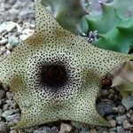 Huernia praestans