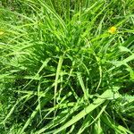 Hemerocallis citrina Fulla