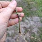 Ruellia blechum Övriga