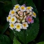 Lantana camaraFlower