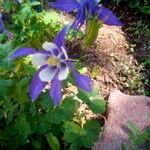 Aquilegia saximontanaBlüte