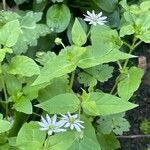 Stellaria aquatica Листок