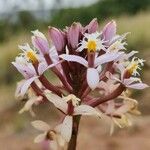 Epidendrum arachnoglossum Flower