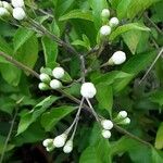 Solanum laciniatum Kukka