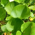 Calla palustris 葉