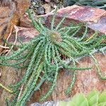 Euphorbia flanaganii Leaf