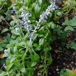 Salvia farinaceaBloem