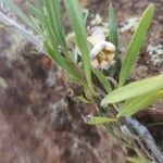 Trichodesma marsabiticum Flower