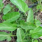 Ipomoea imperati Leaf