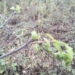 Commiphora samharensis Blad