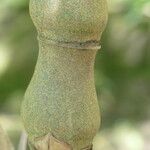 Bambusa ventricosa बार्क (छाल)