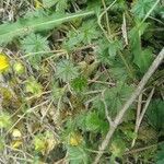 Potentilla crantzii Blad