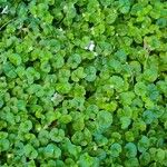 Viola hederacea Flors