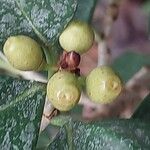 Ficus triangularis Fruit