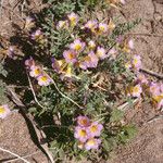 Phacelia bicolor आदत