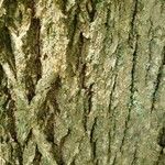 Castanea mollissima Bark