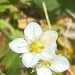 Arenaria ciliata Flor